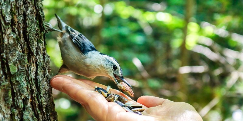 Hand Feeding Song Bird