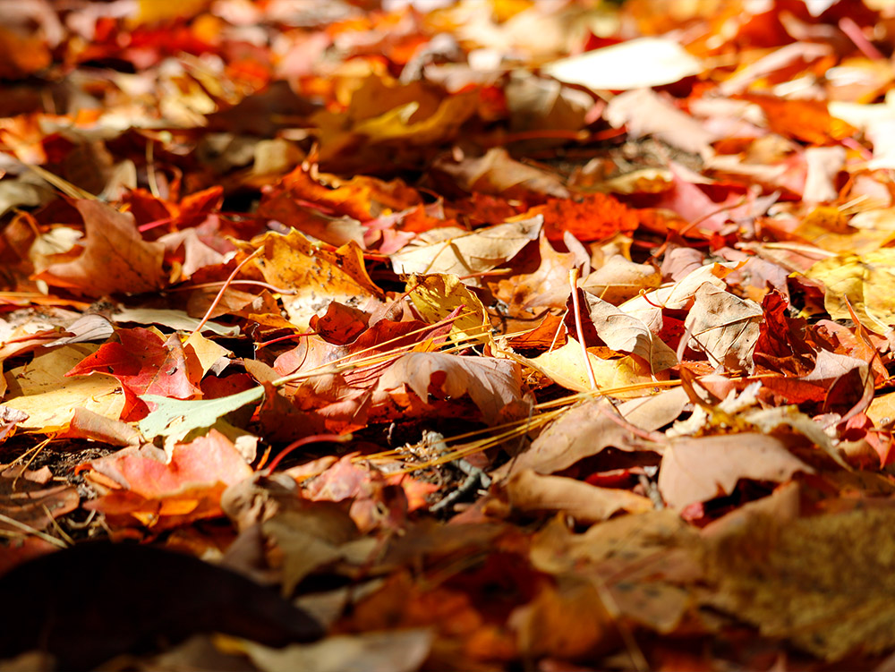 Colorful Fallen Autumn Leaves