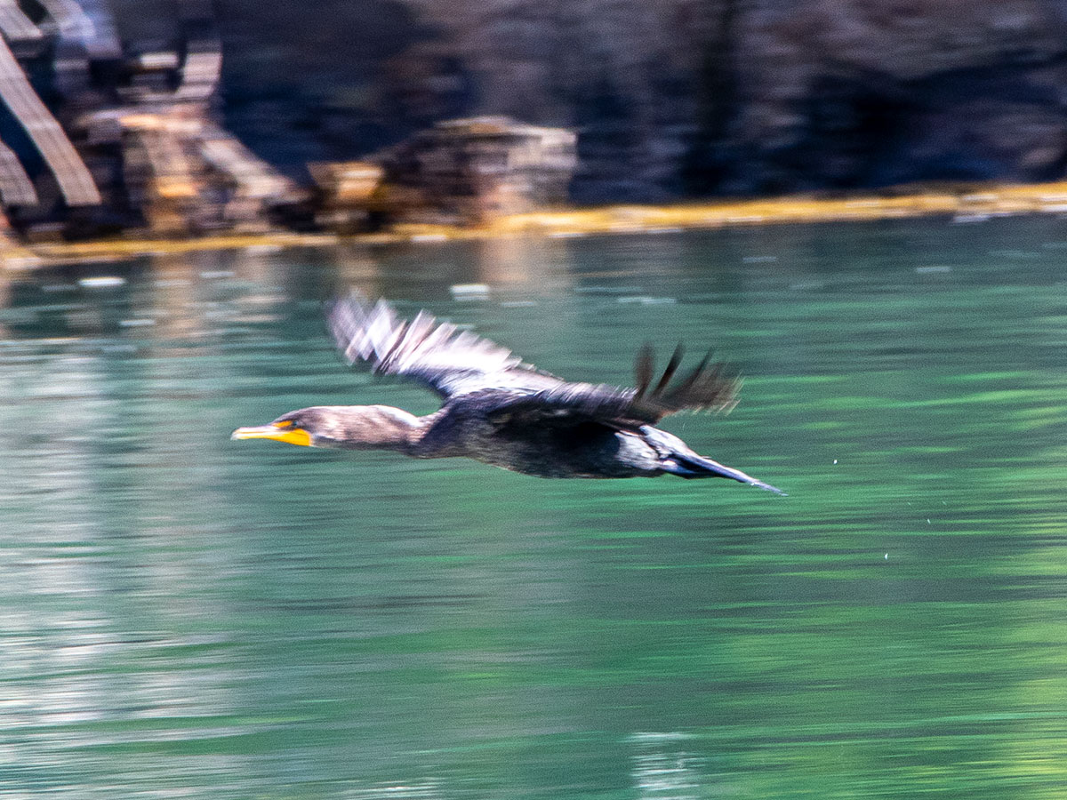 Cormorant in Flight, Maine