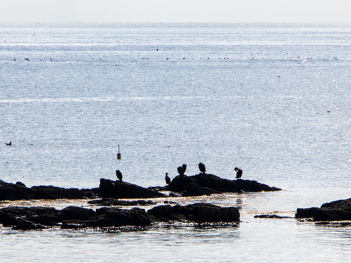 Cormorants, Diving Ducks, Maine Coast