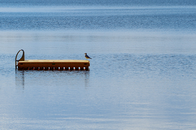 Seagull on Dock, Maine