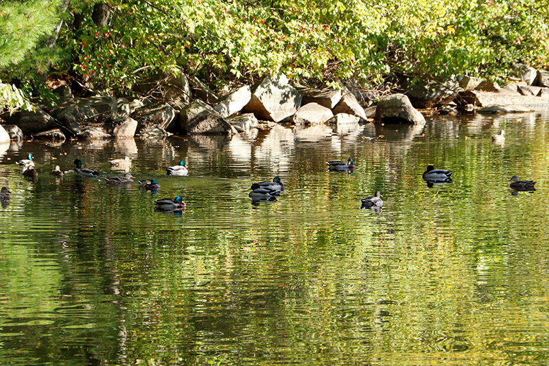 Ducks in Belgrade Lakes, Maine