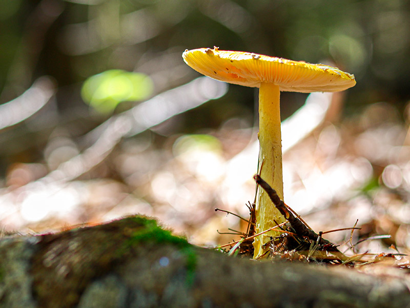 Flat Yellow Patches Mushroom in Maine