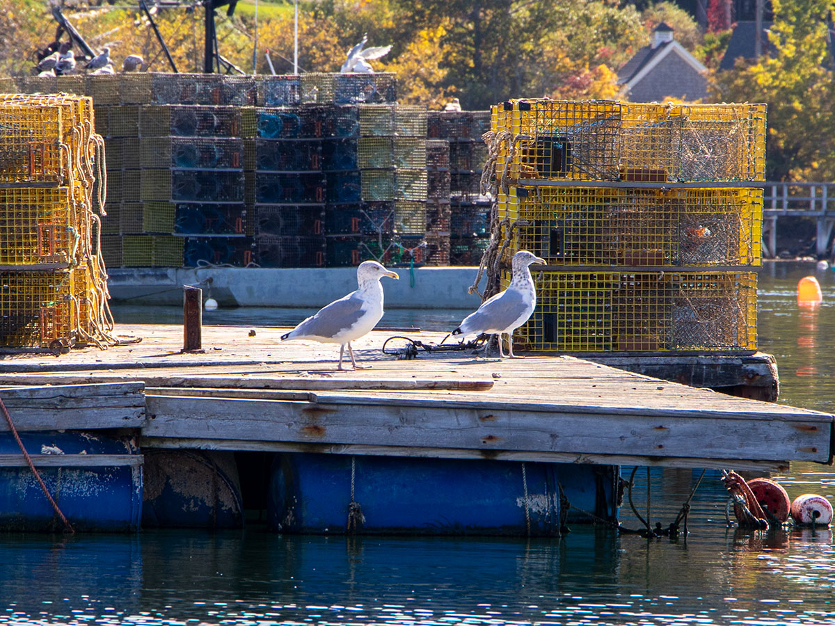 Gulls Waiting for Seafood on Dock in Mackerel Cove, Maine
