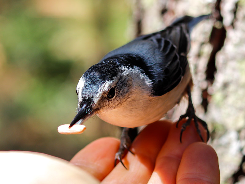 Hand Feeding White-Breasted Nuthatch Songbird