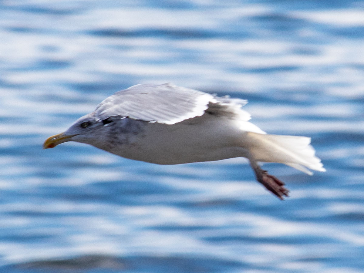 Herring Gull in Flight, Maine Coast