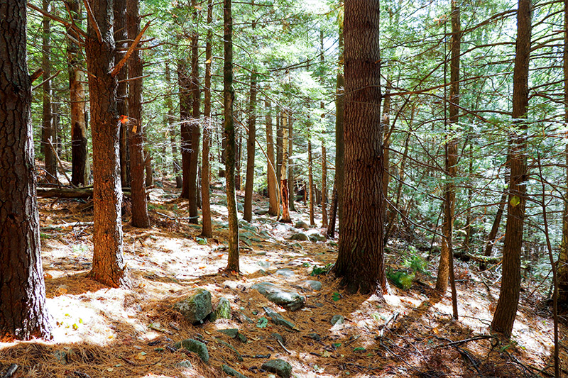Hemlock Trees, Mount Phillip, Maine