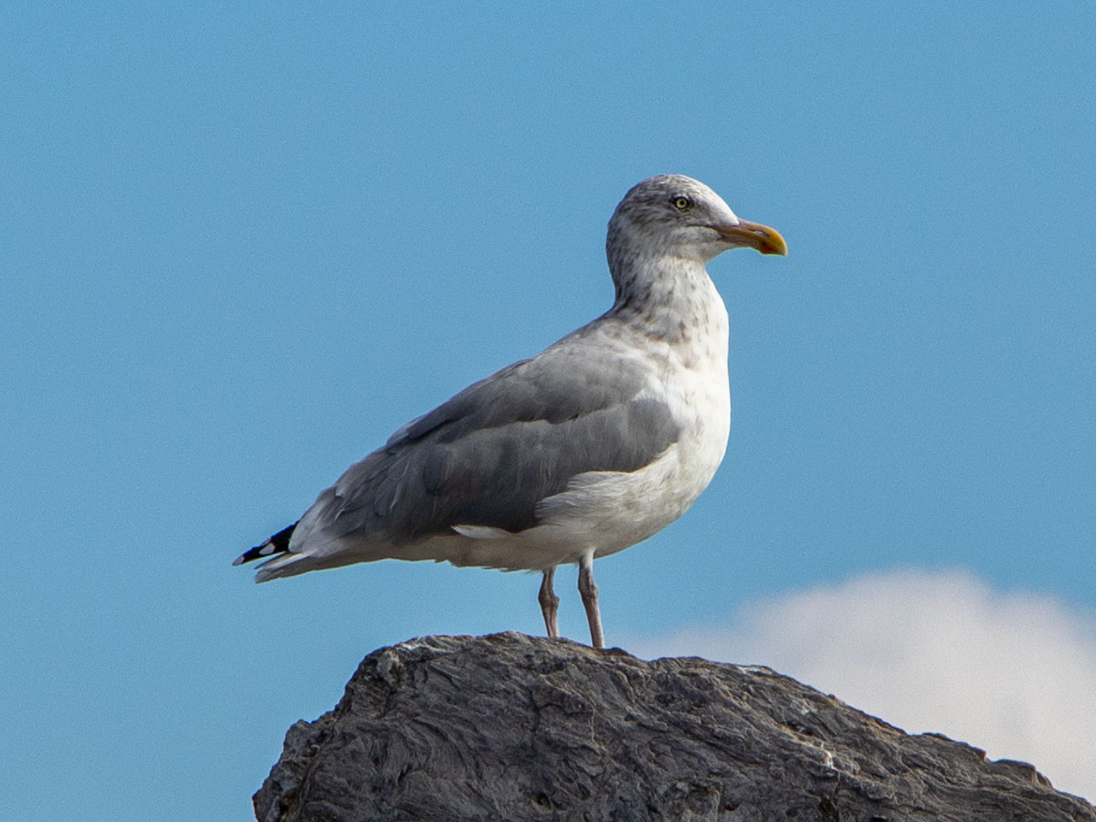 Herring Gull, Maine Coast