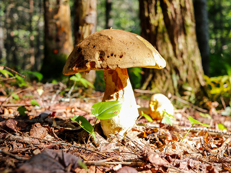 Giant Mushroom in Woods