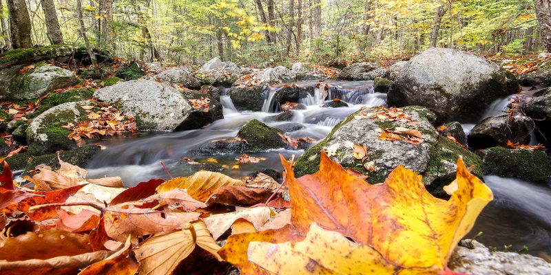 Leaves Near Stream Along Sander's Hill Trailer, Rome, Maine