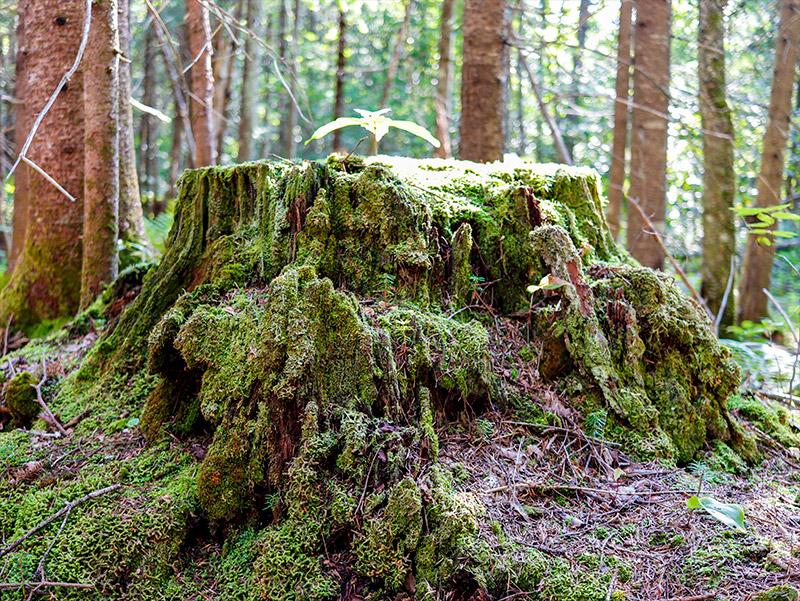 Moss Covered Stump in Forest