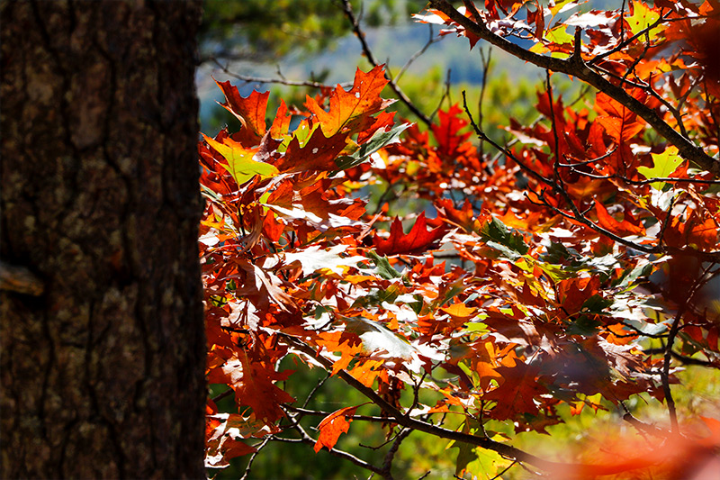 Red Oak Tree Leaves, Autumn