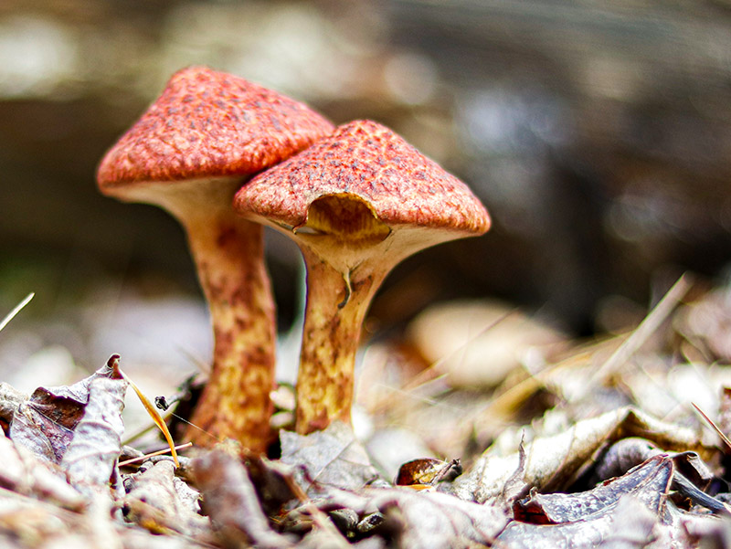 Reddish Spotted Mushroom in New England