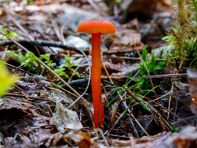 Scarlet Waxy Cap Mushroom