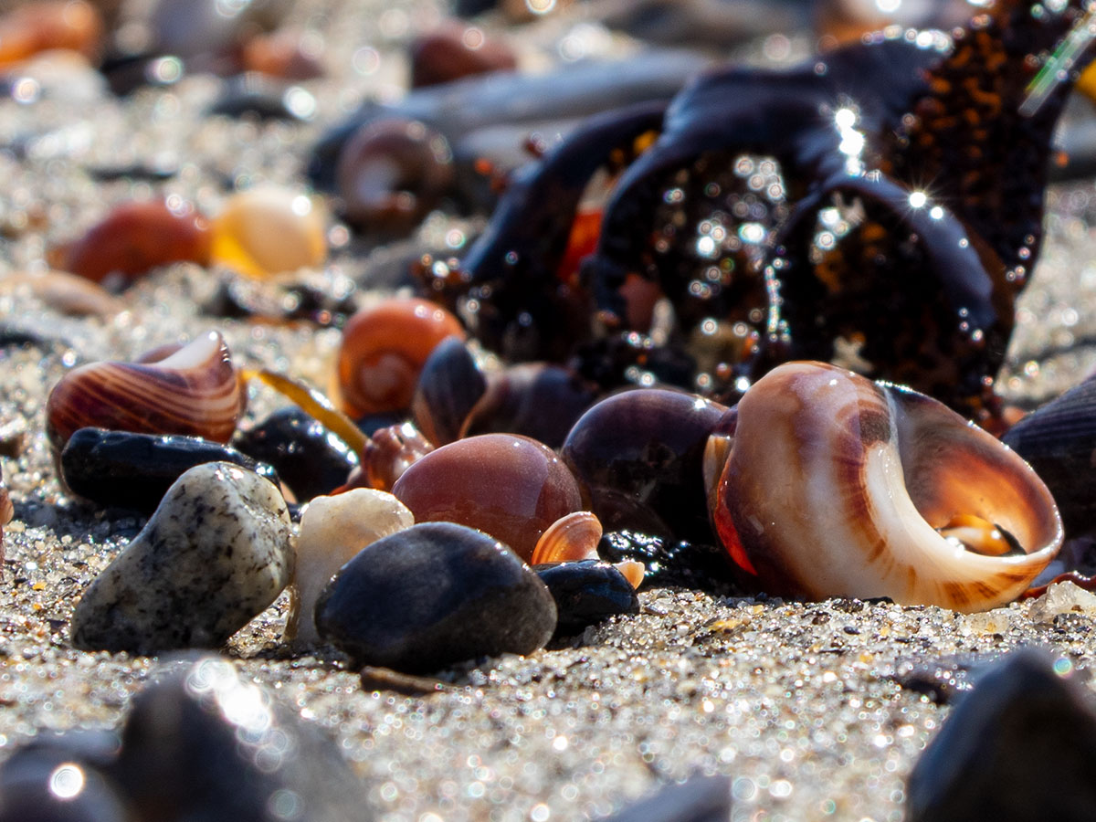Seashells on Bailey Beach, Bailey Island, Harpswell, Maine