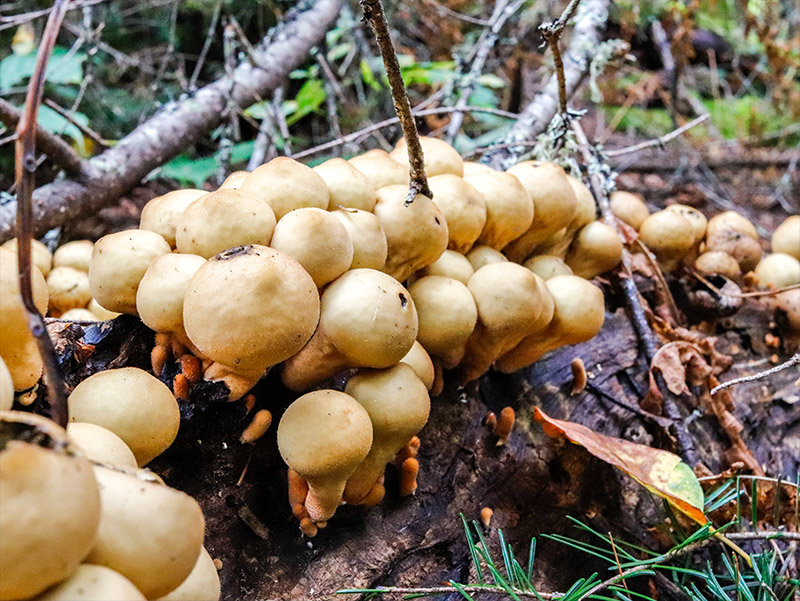 Stump Puffball Mushrooms