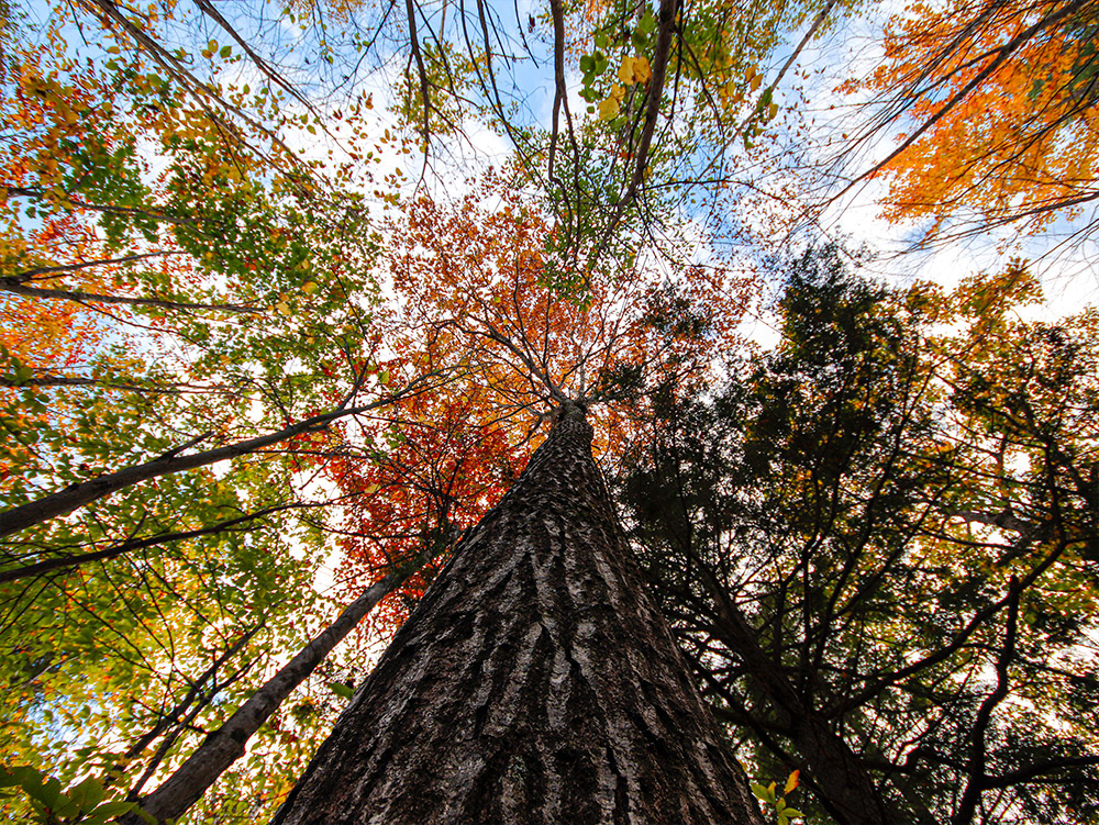 Tall Colorful Red Oak Tree in Autumn