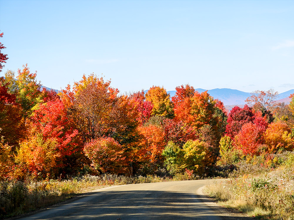 Vibrant Autumn Colors - Quill Hill, Maine