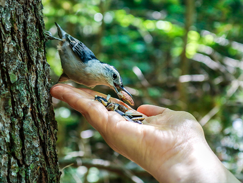 Hand Feeding White-breasted Nuthatch