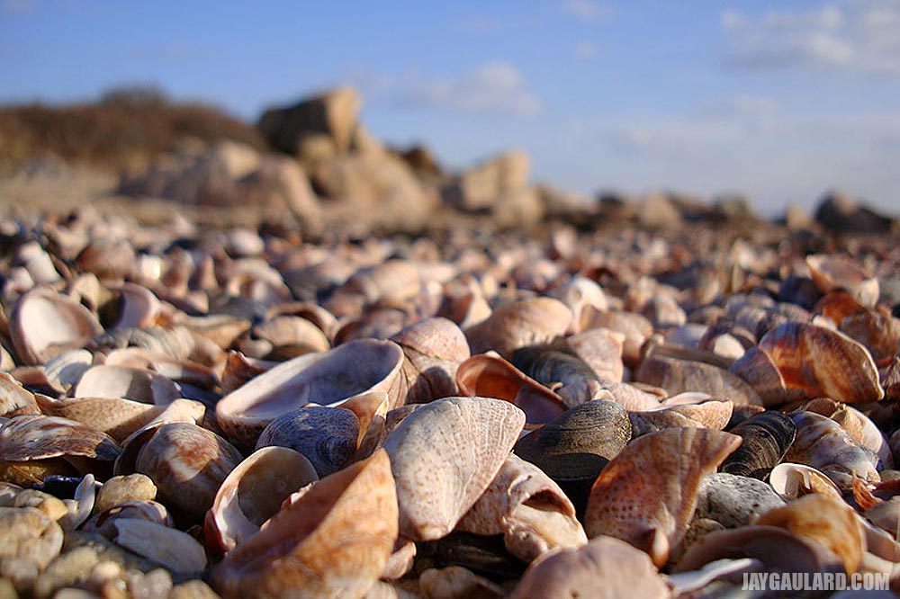 Sea Shells at Meigs Point