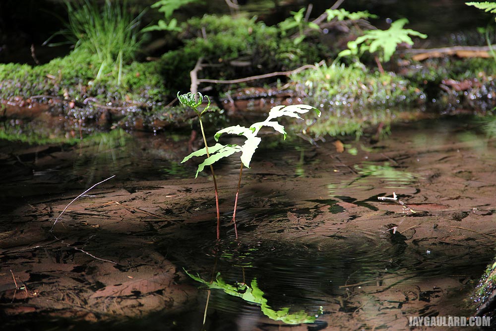 Lonely Plant in Swamp