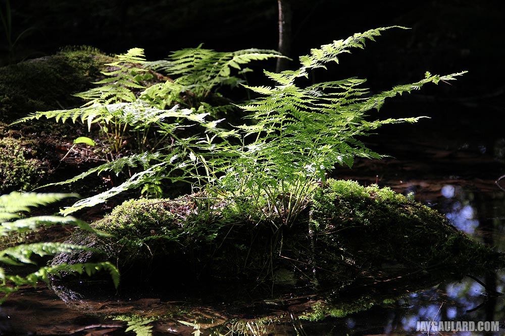 Ferns in Swamp