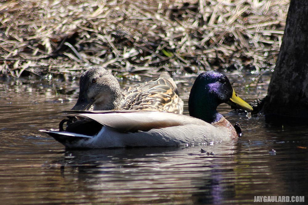 Mallard Ducks Floating in Water