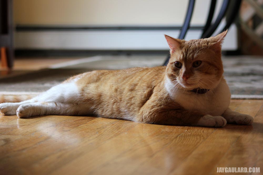 Orange Cat Lying on Hardwood Floor