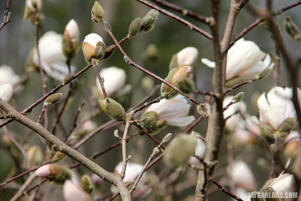 Magnolia Stellata In Bloom