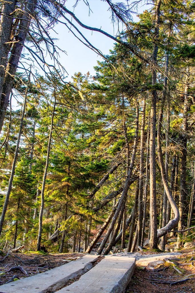 Acadia National Park Pine Trees