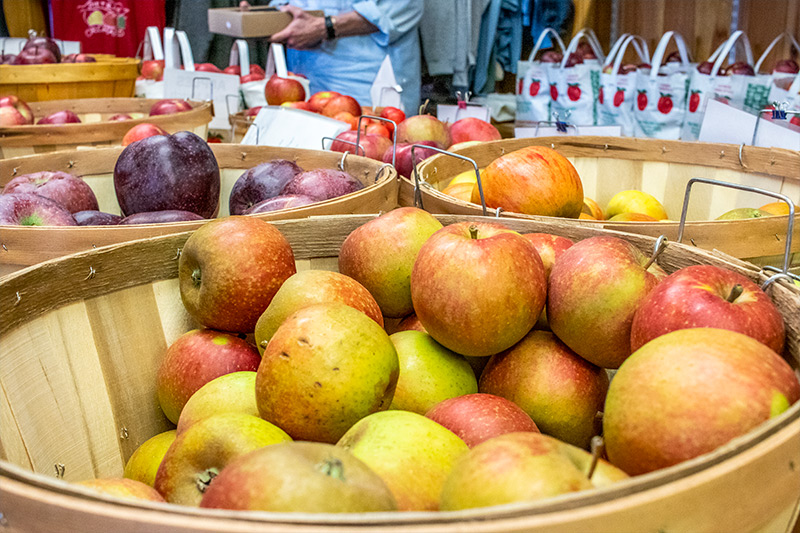Apples in Bushel - Pietree Orchard