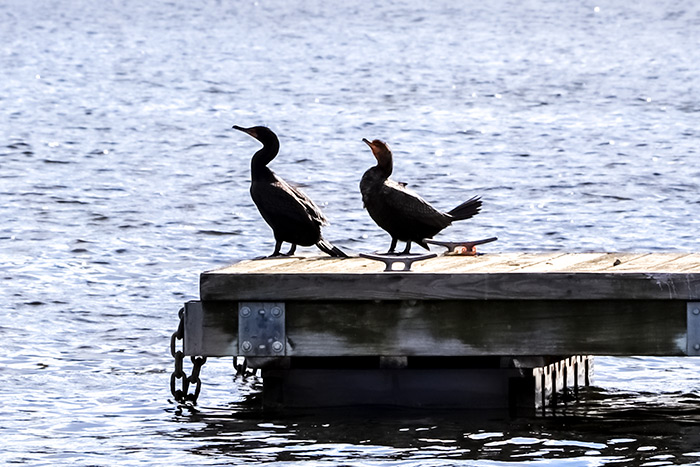 Black Ducks on Dock