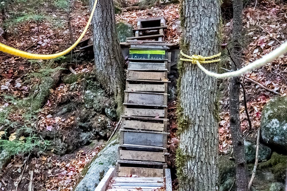 Stairs Leading Back into the Woods