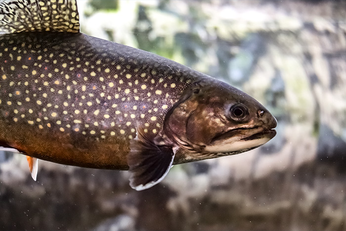 Close Up River Fish in Aquarium