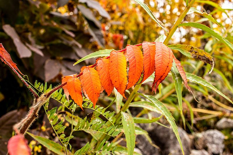 Colorful Fall Leaves on Small Plant