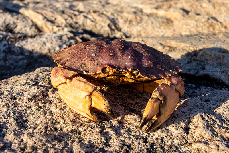 Dead crab on Rock