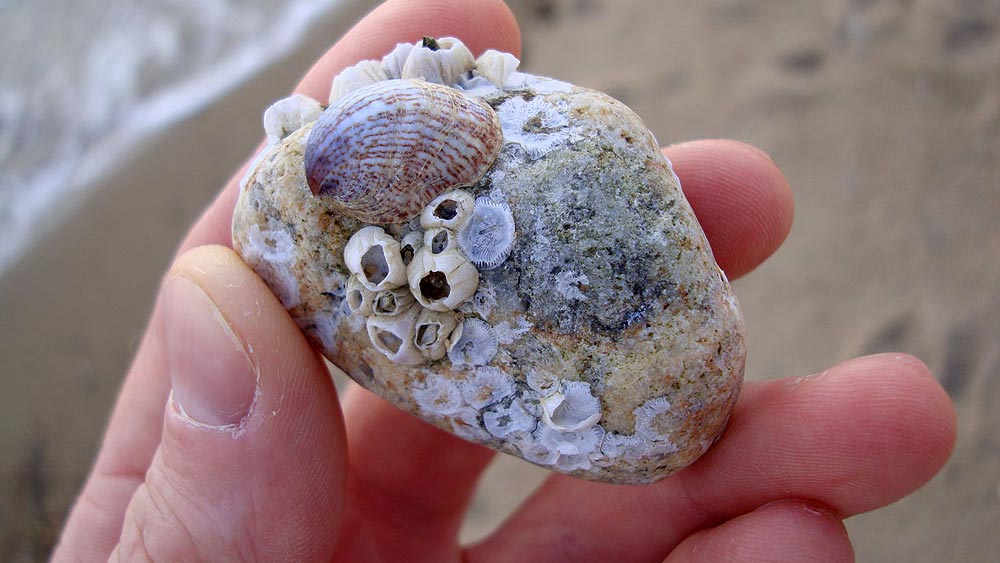 Stone Fossil With Shells Attached to It