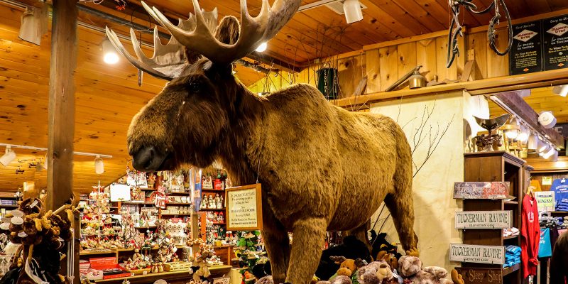Huge Moose in Store