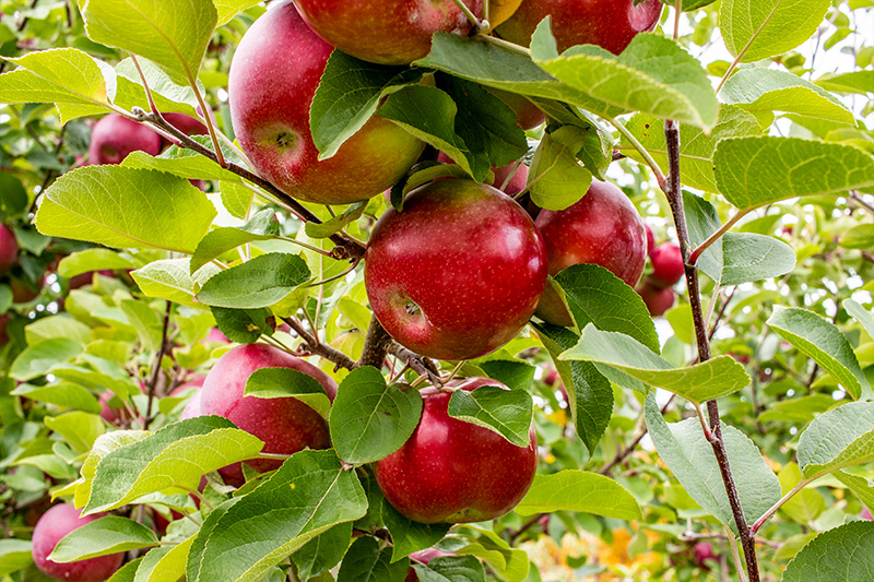 McIntosh Red Apples on Tree