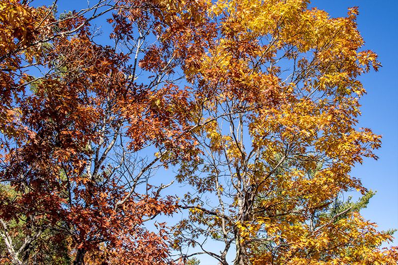 Oak Leaves in Autumn Against Clear Blue Sky