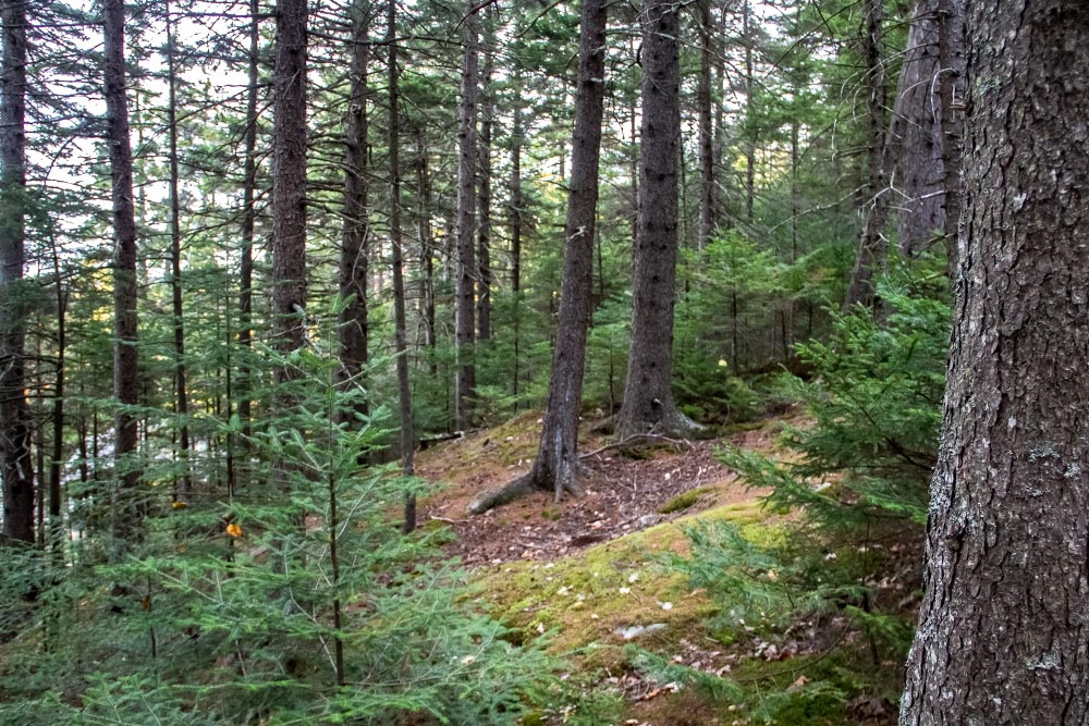 Pine Forest in Maine
