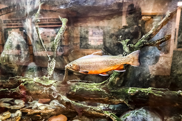 River Fish in Aquarium