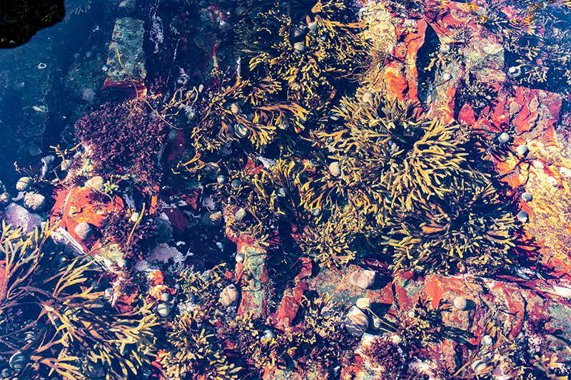 Sea Plants (Seaweed) on Rocky Coast of Maine