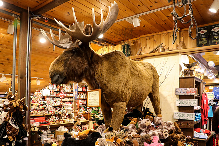 Huge Moose at Zeb's