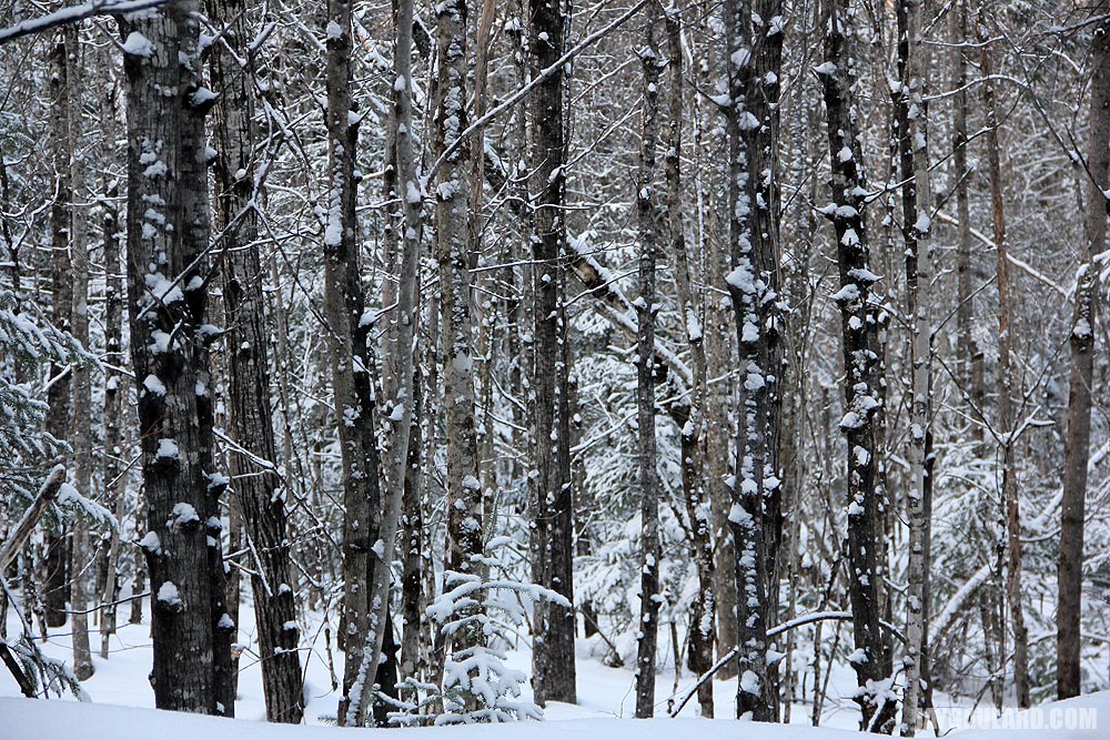 Snow Covered Trees in Maine