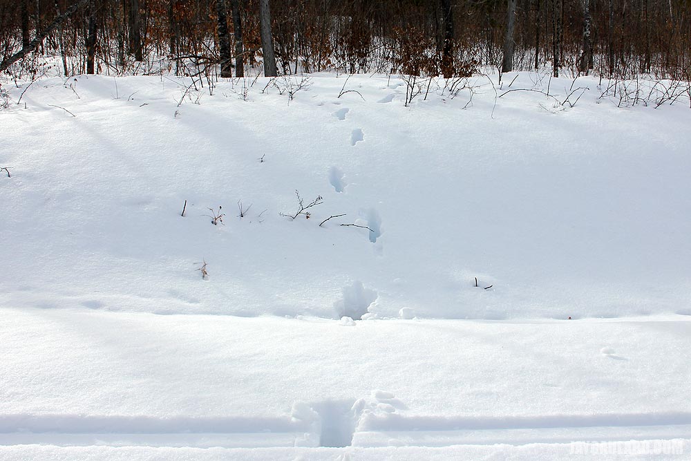 Moose Tracks in Snow