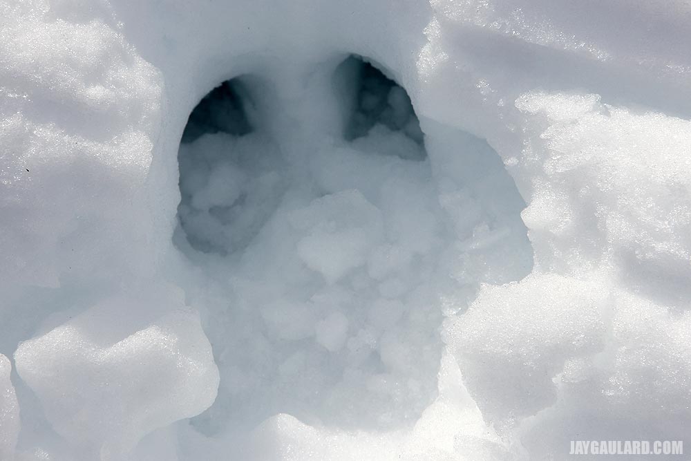 Moose Print in Snow