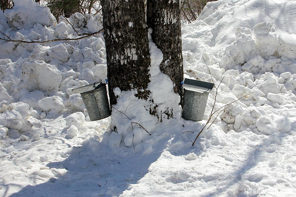 Maple Sap Buckets Hanging from Trees