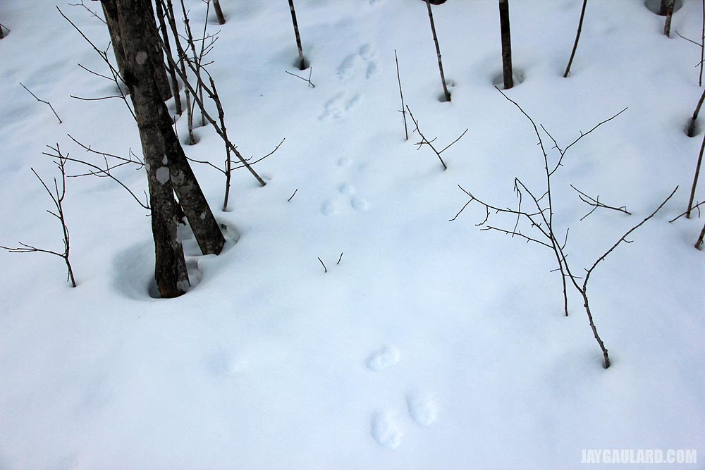 Rabbit Tracks Through the Snow