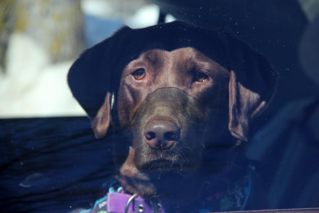 Chocolate Lab Dog Looking Out Car Window